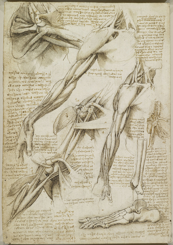 Estudio anatómico del hombro y el brazo, dibujo y notas de Leonardo da Vinci, c. 1510-1511. Manuscrito Anatómico A, Royal Collection Trust. El pensamiento en proceso — notas, correcciones y dibujos en la misma hoja. La microhistoria de una mente trabajando.